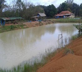 PISCICULTURA - Criação de peixes recebe investimento da prefeitura