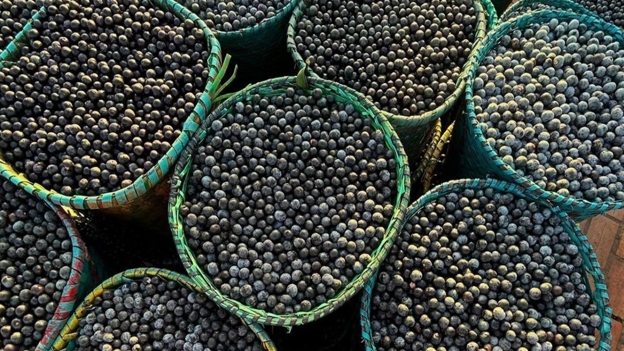 AÇAÍ: O fruto nobre é brasileiro, o lucro gigantesco é estrangeiro