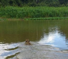 Vereador fotografa onça-pintada durante pescaria no rio Guaporé