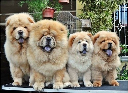 HOJE NA CAPITAL: Encontro de chow-chows vai mostrar habilidades e curiosidades surpreendentes