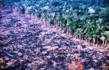 TROFÉU MOTOSERRA - Porto Velho é o município com maior desmatamento da floresta amazônica 