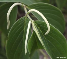 Planta da Amazônia é testada no combate ao Aedes aegypti