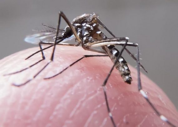 DICAS: Encontro do Detran orienta sobre combate ao mosquito aedes aegypti