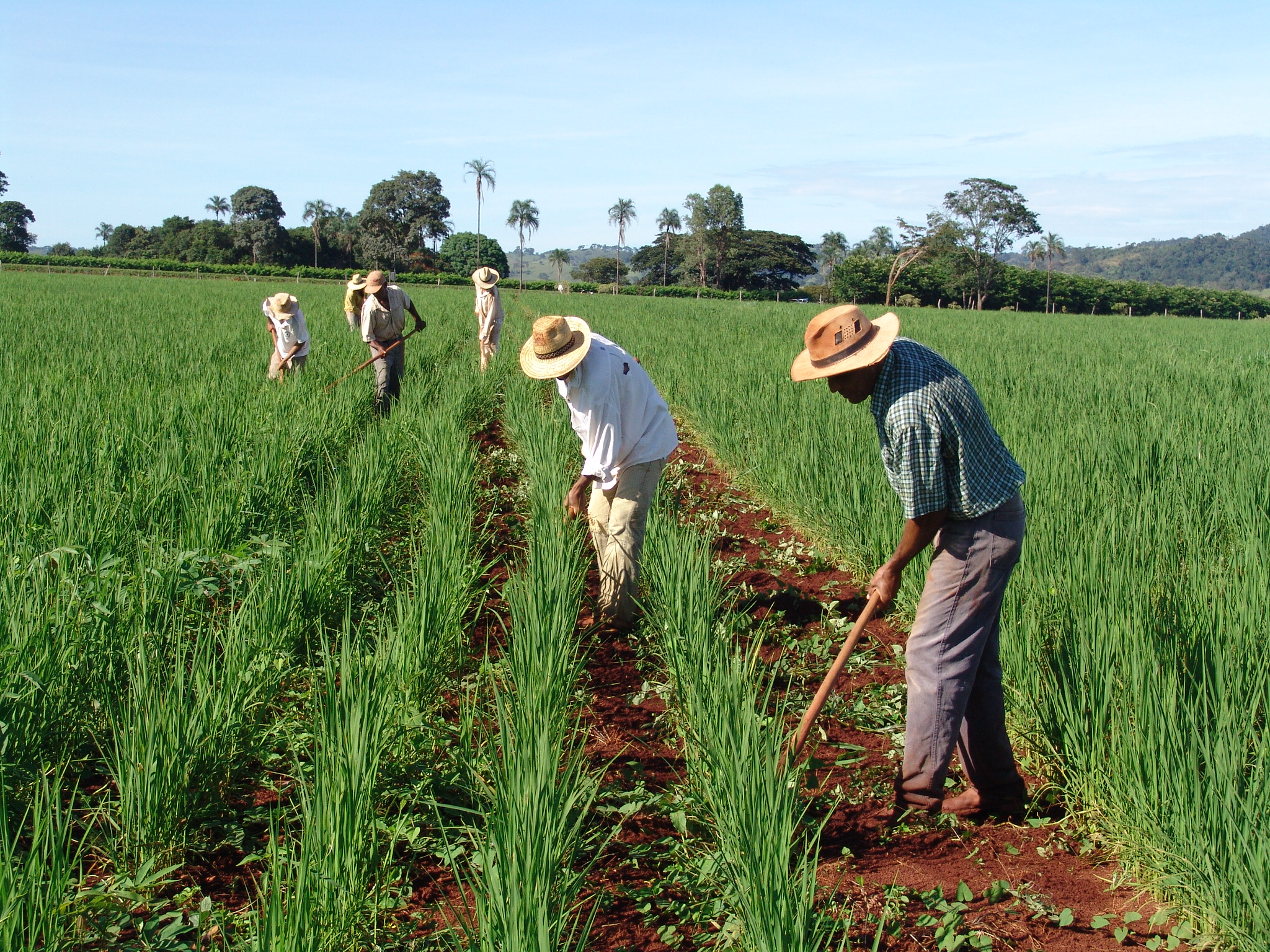 DÍVIDAS: Plataforma do Desenrola renegociará dívidas de agricultores familiares