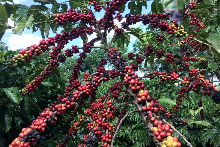 CONCAFÉ: Concurso de Qualidade e Sustentabilidade do Café de Rondônia acontece em Cacoal