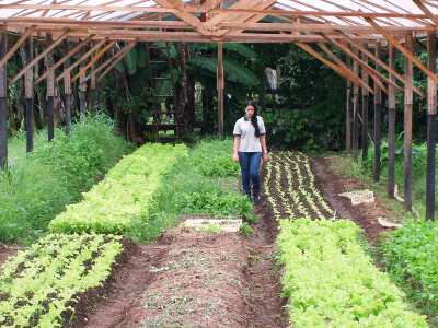 Parceria da Emater com a Embrapa/RO possibilita 400 famílias a cultivar horta sem agrotóxicos