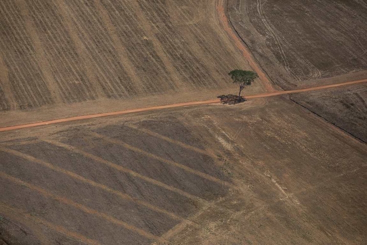 PREOCUPANTE: Estudo mostra que parte da Amazônia já não absorve gás carbônico