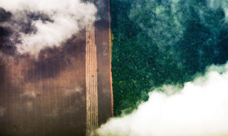 SUSTENTABILIDADE: Cepal recomenda agricultura sem queimadas na Amazônia