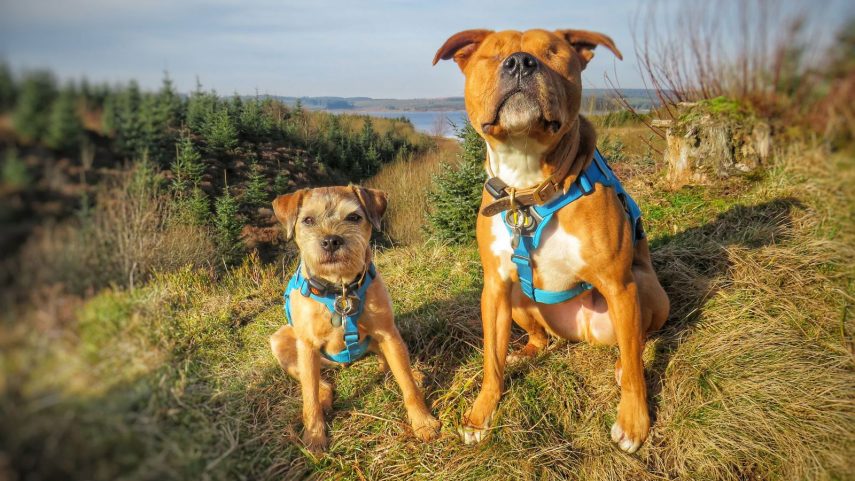 EMOCIONANTE: Cachorro cego é adotado e ganha ‘cão-guia’ que não sai do seu lado