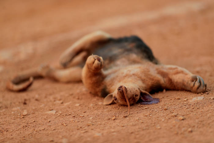 IMPRENSA INTERNACIONAL: Fotos mostram sofrimento de animais por conta de queimadas em Porto Velho