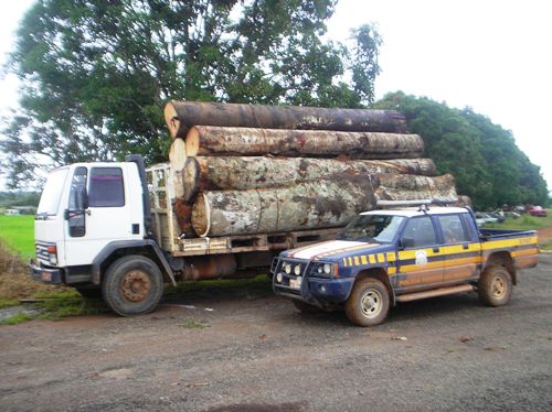 PRF apreende 36m³ de madeira em operação conjunta com Ibama - Confira foto