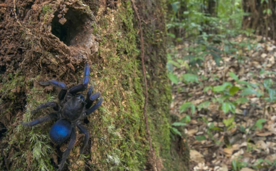 DESCOBERTAS: Aranha azul elétrica, besouro aquático e mais 30 novas espécies na Amazônia