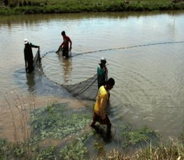 Proibição de pesca amadora ou profissional começa a valer dia 15 em Rondônia