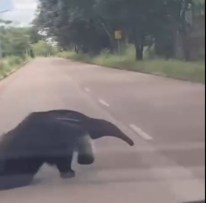 MUNDO ANIMAL: Tamanduá-bandeira é flagrado passeando por Porto Velho