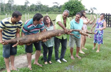 Mandioca gigante é colhida na cidade de Vilhena (RO)