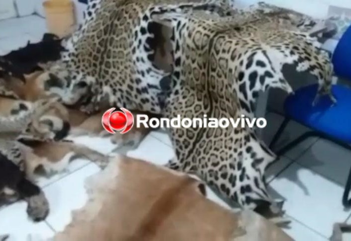 ANIMAL EM EXTINÇÃO: Sitiante flagrado com 12 couros e cabeças de onças é multado em R$ 120 mil 