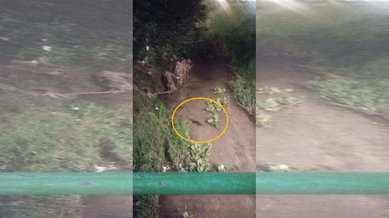 ÁGUA LIMPA: Jacaré aparece à noite em igarapé ao lado do Parque da Cidade 