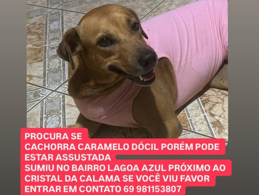 AJUDE: Procura-se cadela 'Caramelo' desaparecida na zona Leste 
