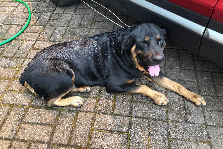 É SEU?: Rottweiler encontrado no bairro Nossa Sra. das Graças