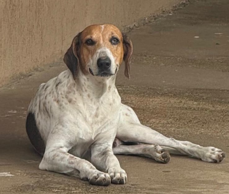 AU AU: Cachorro Duque desaparece no Jardim Eldorado e família oferece recompensa de R$ 500