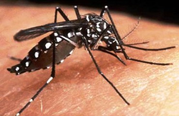 Ministério da Saúde aponta Rondônia como o estado com maior aumento nos casos de dengue em 2009