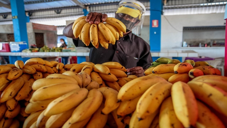 SAFRA 2021: Produção de bananas deve manter estabilidade em Rondônia