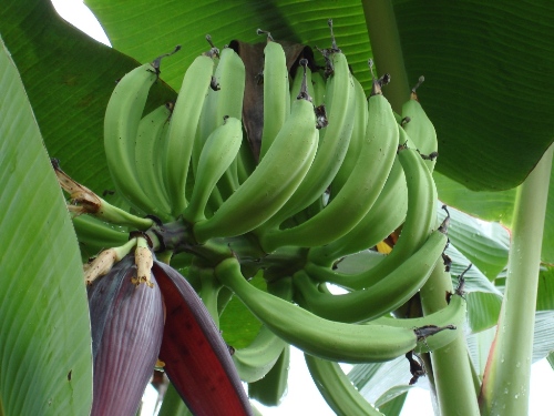 Cacoal produz bananas geneticamente modificadas  