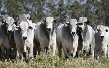 Requerimento de Licença Ambiental por Declaração