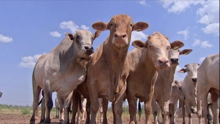 CEPEA: Rondônia fechou mês de maio com boi magro custando R$ 2,4 mil