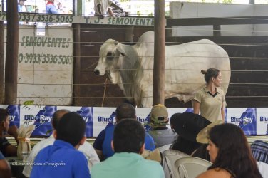 Pecuária em alta na Expoari