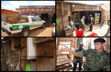 Polícia Militar, Ambiental e Vigilância Sanitária de Ji-paraná interditam comércio de aves 