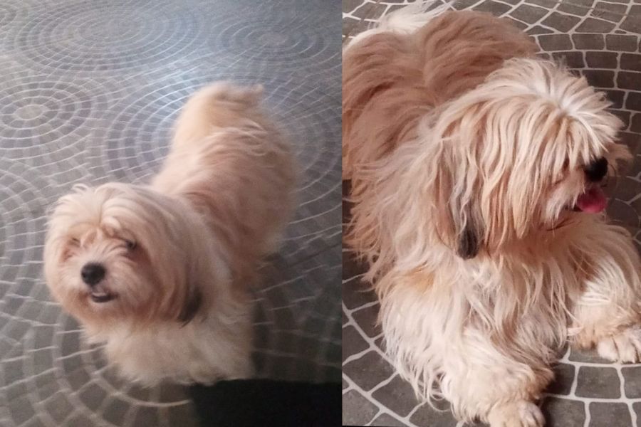 É SEU?: Mulher da capital resgata shih-tzu perdido e quer localizar dono