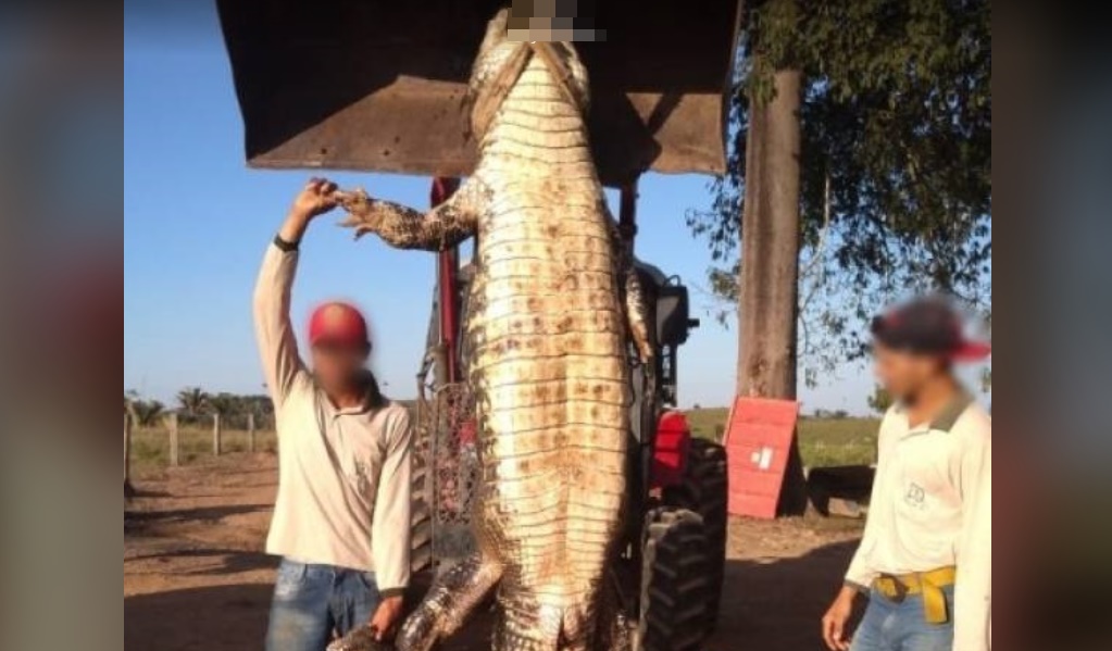 VIRALIZOU: Jacaré gigante é capturado em fazenda próxima ao rio Guaporé