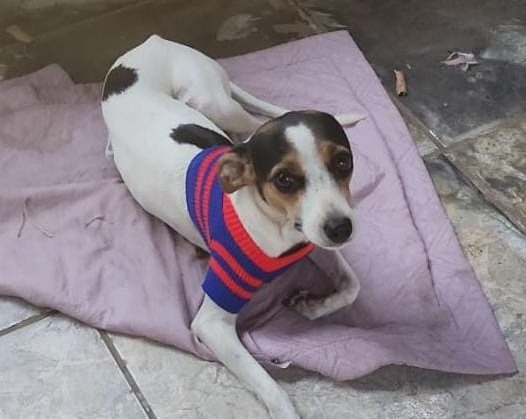 AU AU: Tutora procura por ‘Mayla’ desaparecida no bairro Três Marias