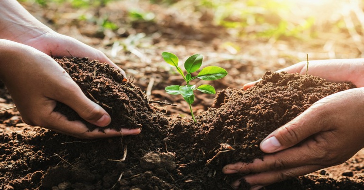 TERRA: Plataforma PronaSolos permite acesso a dados sobre solos no Brasil