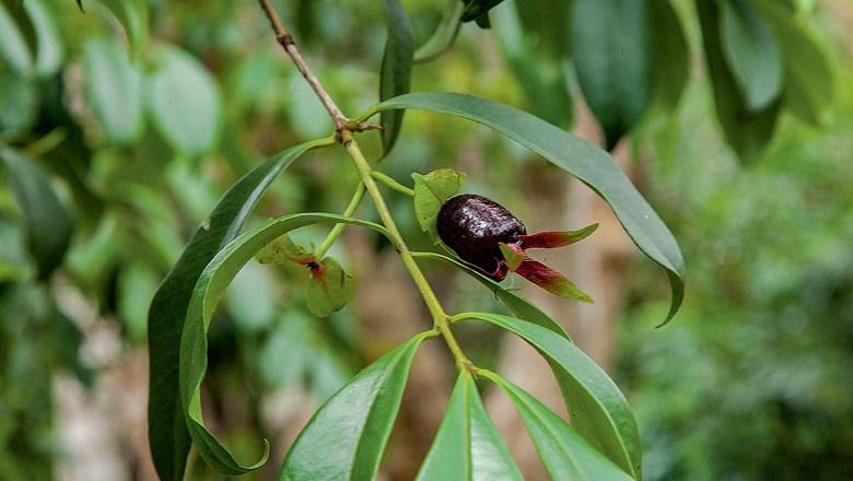 NOVAS ESPÉCIES: Lista de espécies vegetais introduzidas no Brasil é atualizada