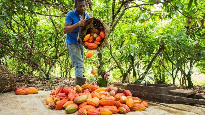 REVITALIZAÇÃO: Cultivo de cacau além de ótima fonte de Renda pode ser uma solução ambiental