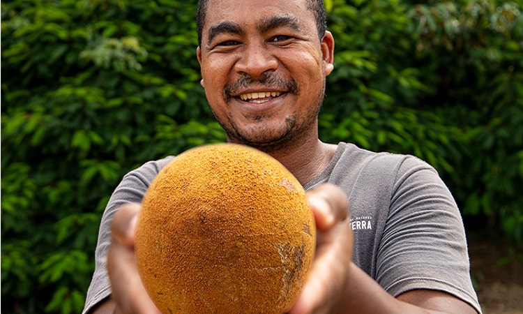  AGRICULTURA FAMILIAR: Mais de  500 mil mudas de cacau são doadas para produtores rurais de Rondônia