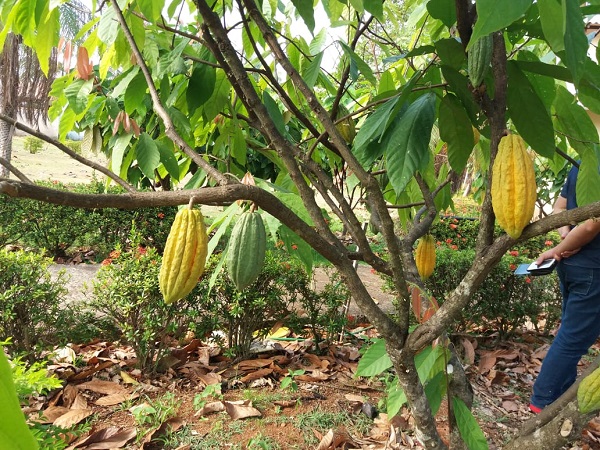 PRODUÇÃO: Fecomércio parabeniza Ouro Preto pela 1ª Semana do Cacau