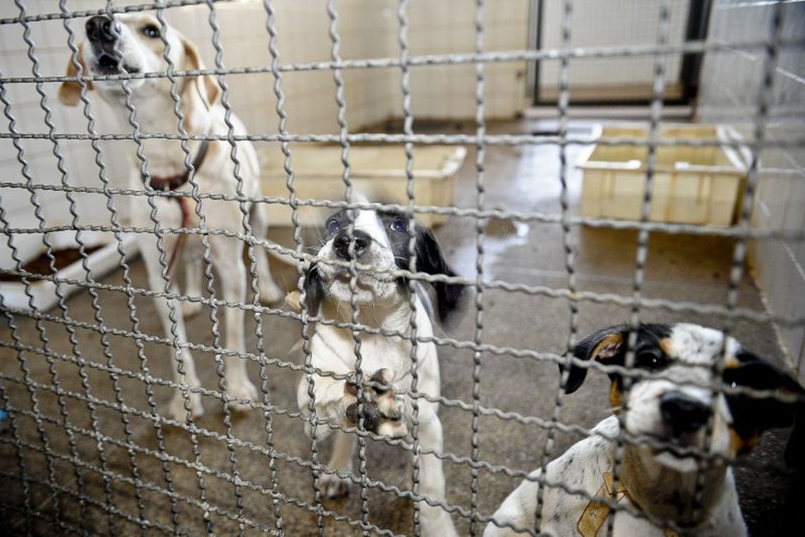 CÃES E GATOS: Câmara endurece penas para quem comete maus-tratos a animal doméstico