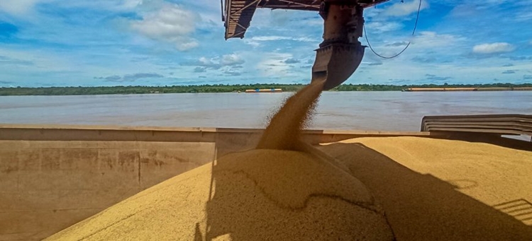 CAMPO: Crescimento do setor produtivo agrícola impulsiona outras culturas em RO