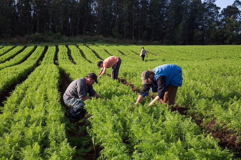 PERIGO: Trabalhadores do campo são os mais atingidos por raios no Brasil