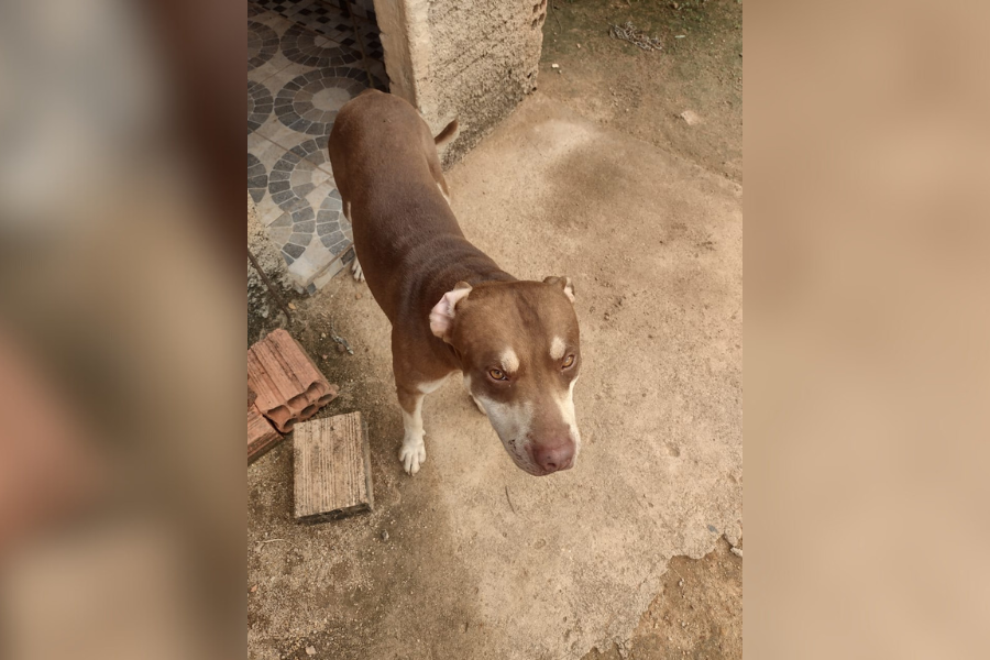 ‘GENERAL’: Pitbull desaparece na zona Leste e tutora suspeita possível ‘sequestro canino’