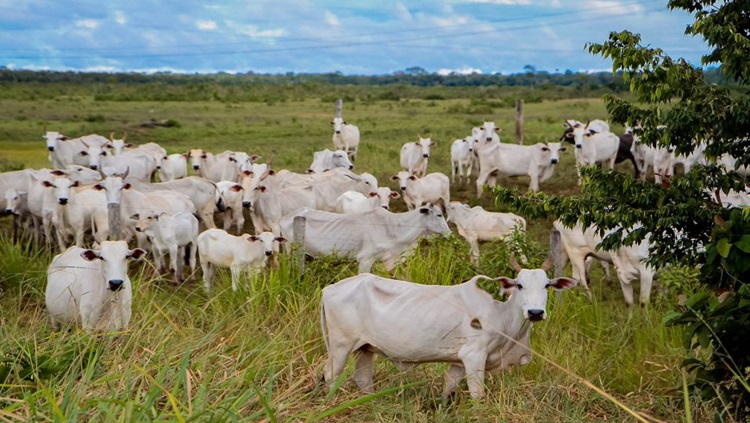 RONDÔNIA: Produtor rural terá incentivo para melhoria do rebanho bovino 