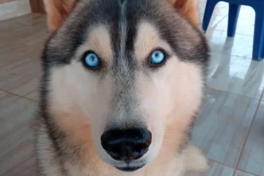 TOTÓ: Família procura por husky ‘Apolo’ desaparecido na capital