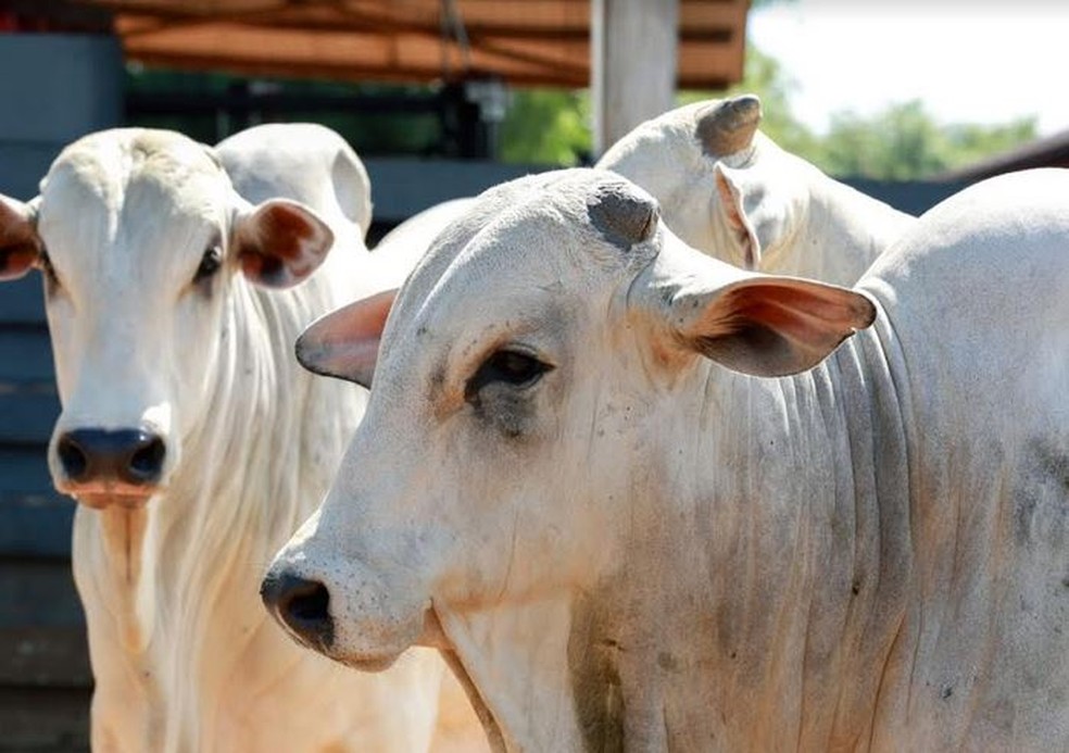 INOVAÇÃO: Parceria Sebrae e Senar viabiliza conhecimento a produtores de gado de RO