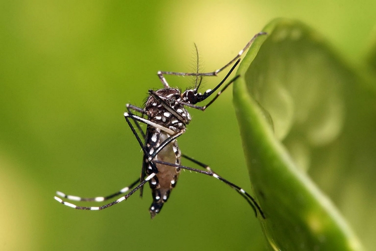 PROBLEMÃO: Brasil não previne invasões biológicas e gasta com as consequências 