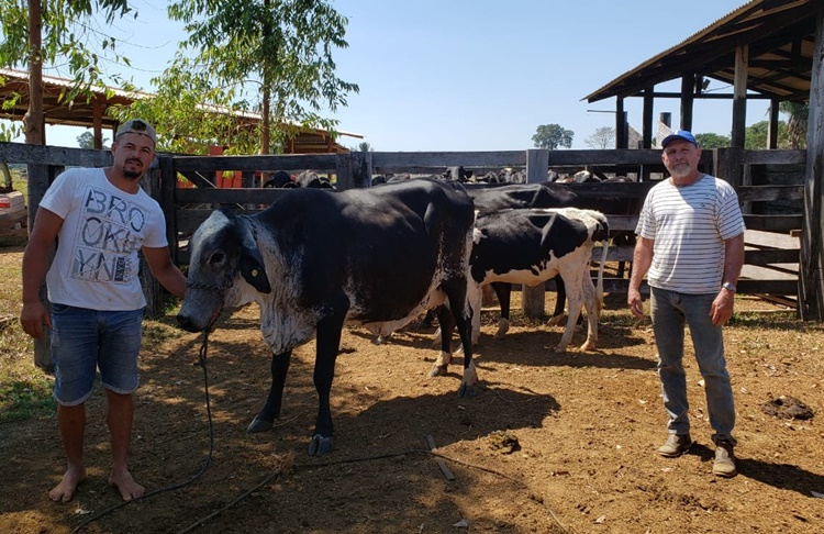 GUAJARÁ-MIRIM: Agricultor se destaca na produção de matrizes de genética superior