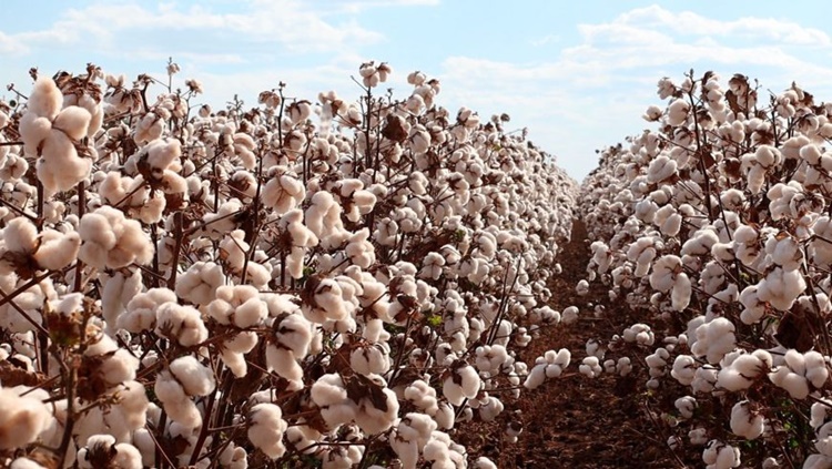 PRODUZIDOS EM RO: Área plantada com os principais grãos deve apresentar variação positiva 