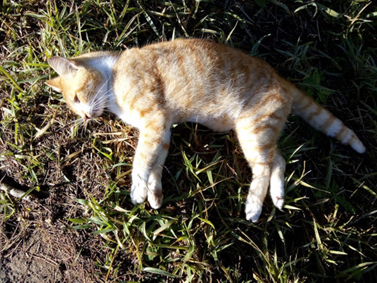 CHUPINGUAIA: Homem registra queixa após gatos mortos aparecerem em seu quintal